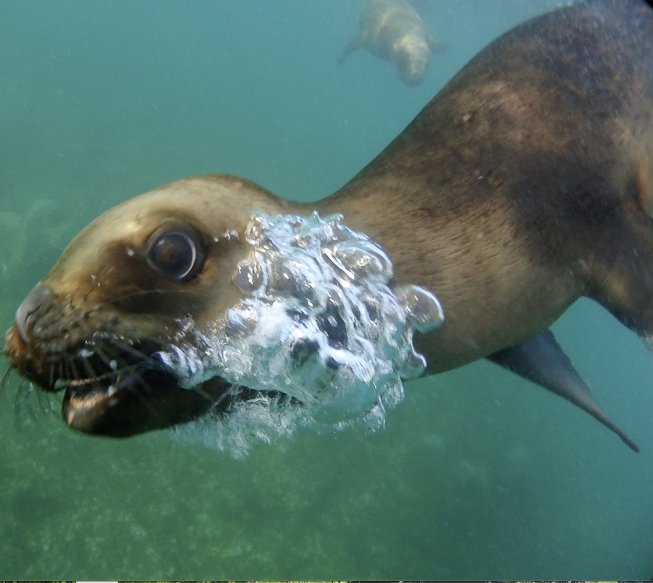 You are currently viewing Schnorcheln mit Seelöwen in Punta Loma